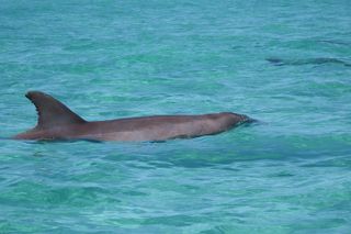 Anna Maria island 2 hour Dolphin Tours