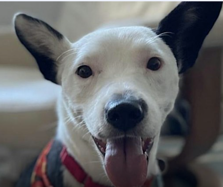 Waggytail Rescue Meet & Greet at Arlo Nomad