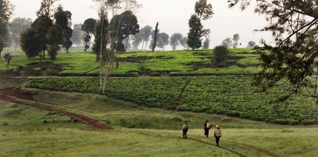 Film: Kikuyu Land