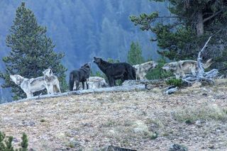Yellowstone PRIVATE Wildlife Safari with Lunch
