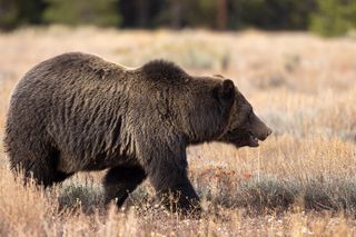 Half-Day Grand Teton Wildlife Safari & Sightseeing Tour