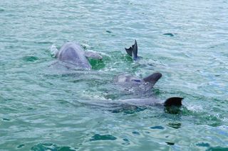 Anna Maria Island Dolphin Sightseeing Adventure