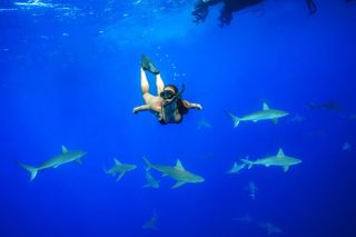 Dive with Sharks in Hawaii: Shark Tour from Haleiwa