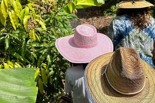 West Maui: Regenerative Mango and Tropical Fruit Tour