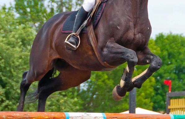 Championship Show Jumping