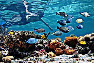 Reef Snorkel & Ocean Paddle Adventure in Fort Lauderdale Beach