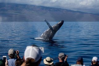Maui Sunset Dinner Cruise & Whale Watch