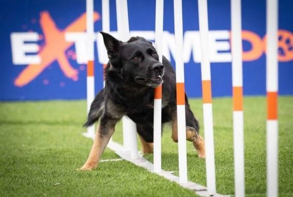 Extreme Dogs Show