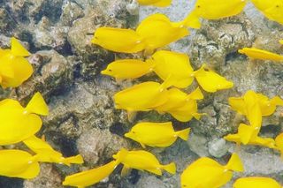 The Best of Kona Snorkeling Trips-Best Value Snorkeling Guarantee