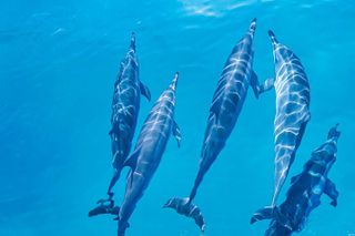 Swim With Dolphins & Turtles in West Oahu (Semi-Private Tours)