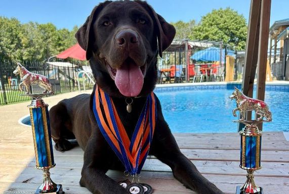 Top Dock Diving Competition