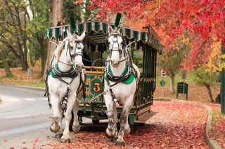 Stanley Park Horse Drawn Tour in Vancouver