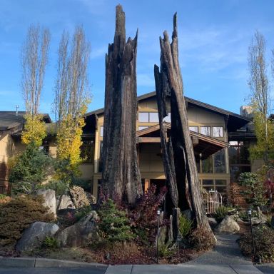Barking Frog