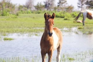 Private Boat Tours of Chincoteague & Assateague - Wild Ponies