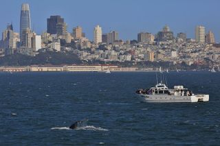 Golden Gate Whale Watch