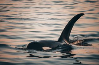 Vancouver Sunset Whale Watching Adventure with Free Photos