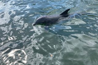 Small Group Florida Keys Eco Tour by Boat