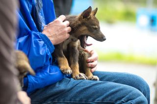 Turning Heads Kennel Dogsledding Experience & Tour