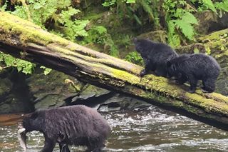 Customizable Ketchikan Experience.