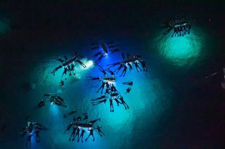 Manta Ray Night Snorkel Adventure