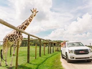 Wild Florida Drive-Thru Safari and Gator Park Admission