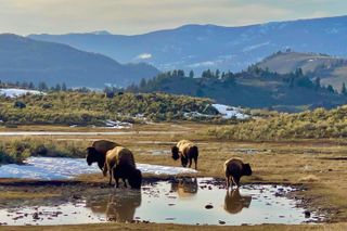 Private Yellowstone Wildlife Tour in the American Serengeti