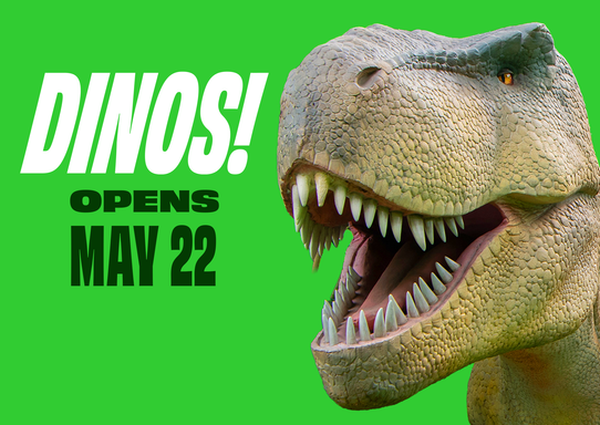 Dinos!