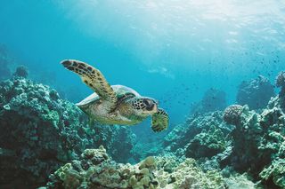 Waikiki: Turtle Canyon Snorkel Adventure on Oahu