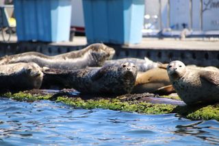 Poulsbo Harbor Seal Kayak Tour