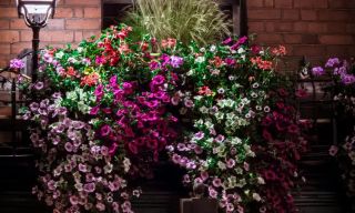 Gallagher's Boxty House