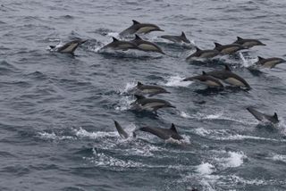 City Cruises San Diego: Whale and Dolphin Watching Adventure