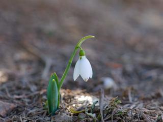 Dragobete, the Romanian Valentine's Day