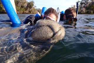 Snorkel with Manatee Tour w/ In-water Guide