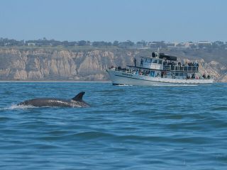 San Diego Whale Watching Tour 