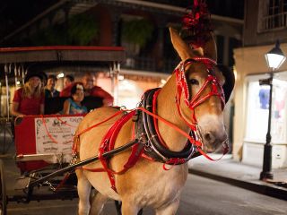 New Orleans Small-Group Haunted History Carriage Tour