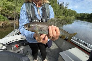Guided Fishing Adventure On The Chena River By Boat