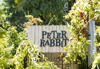 Peter Rabbit