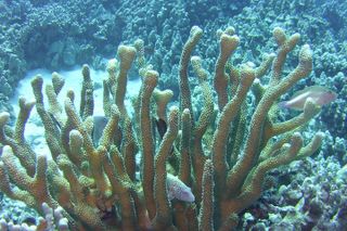 Glass-Bottom Boat Reef Tour