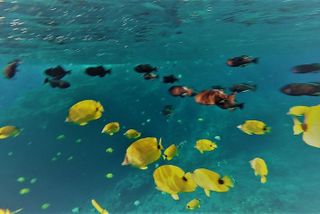 Molokini Crater Snorkel Adventure and Turtle Cove - High Quality