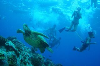 Maui: Molokini and Turtle Town Snorkeling aboard Pride of Maui