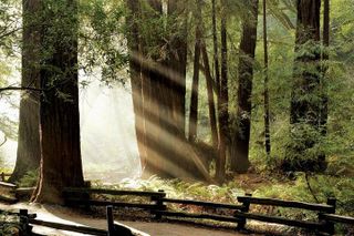 Muir Woods & Napa/Sonoma -6-8hr-Private Scenic Wine Tour From SF