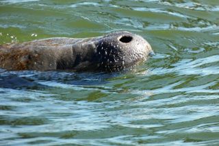 Scenic Mangrove Tunnel Paddle Tour – New Smyrna Beach