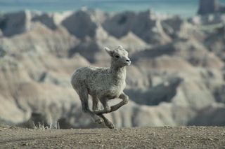 Private Badlands National Park Wildlife and Scenic Tour