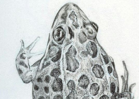 Nature Sketching: Amphibians *NEW*
