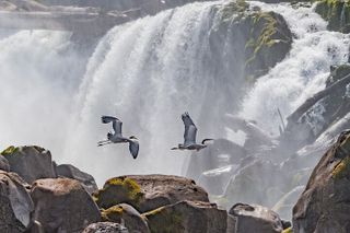 2-Hour Historic Willamette River & Island Nature Cruise