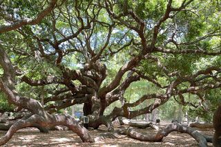 Wine Sippin'-Tea Drinkin'-Tree Huggin' Lowcountry Sightseeing