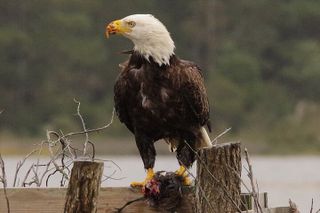 Chincoteague and Assateague Birdwatching Boat Tour