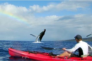 Kayak and Snorkel West Maui at Olowalu