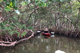 Sarasota Guided Mangrove Tunnel Kayak Tour