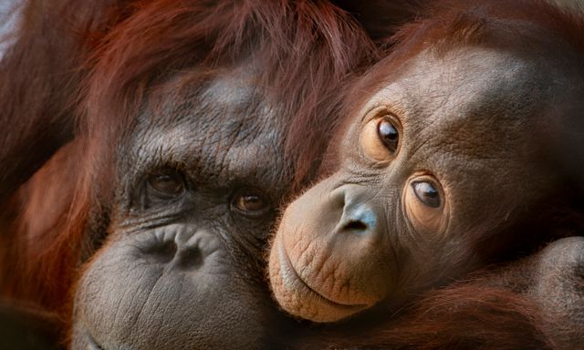 Phoenix Zoo/Arizona Center for Nature Conservation